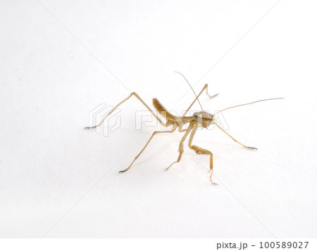 オオカマキリの子供のアップ 100589027