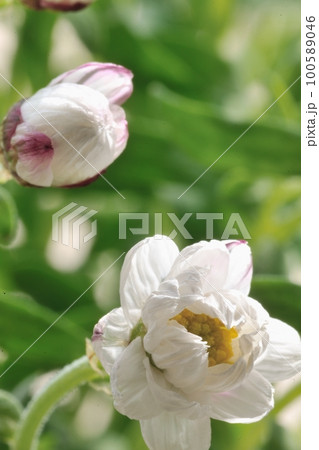 花かんざしの横顔と開花寸前の花 花かんざしの横顔と開花寸前の花 100589046
