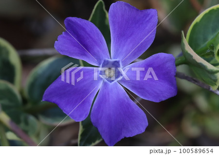 日本の早春の庭に咲く紫色のツルニチニチソウの花 100589654