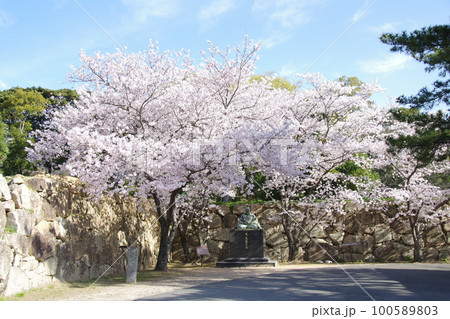 萩城 桜と石垣 萩城 桜と石垣 100589803