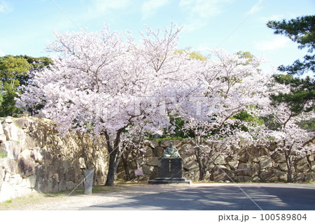 萩城 桜と石垣 萩城 桜と石垣 100589804