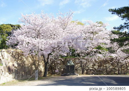 萩城 桜と石垣 萩城 桜と石垣 100589805