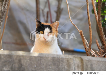 かわいい三毛猫 かわいい三毛猫 100589806