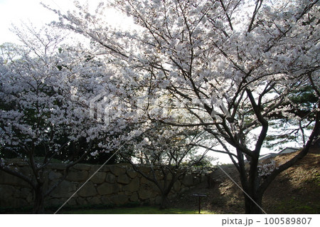 萩城 桜と石垣 萩城 桜と石垣 100589807