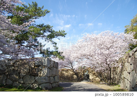 萩城 桜と石垣 萩城 桜と石垣 100589810