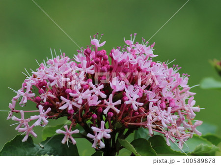ピンクの小さい花　濃いピンクのつぼみ 100589878