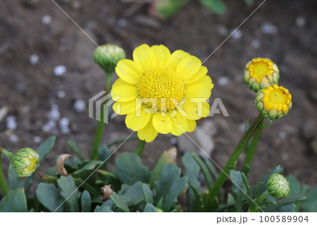 日本の早春の庭に咲く黄色いクリサンセマム・ムルチコーレの花 100589904
