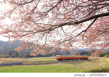 小湊鐵道「満開の河津桜に覆われた石神の花畑」 100589924