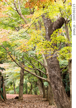 もみじ園の紅葉 もみじ園の紅葉 100590225