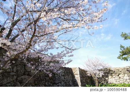 萩城 石垣と桜 100590488