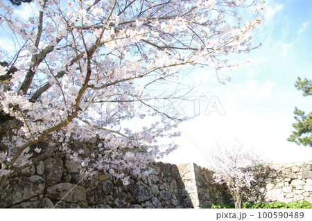 萩城 石垣と桜 100590489