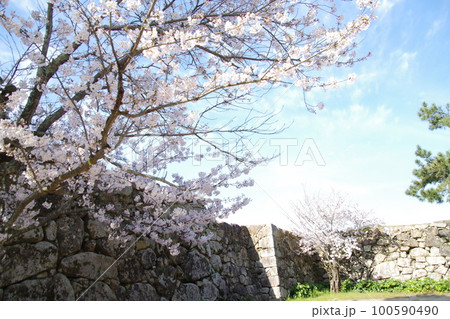 萩城 石垣と桜 萩城 石垣と桜 100590490
