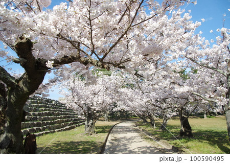 萩城 桜 萩城 桜 100590495