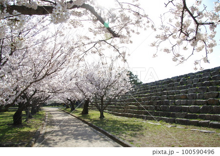 萩城 桜と石垣 100590496