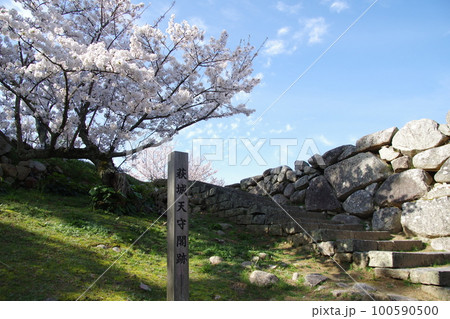 萩城 天守閣跡の桜 萩城 天守閣跡の桜 100590500