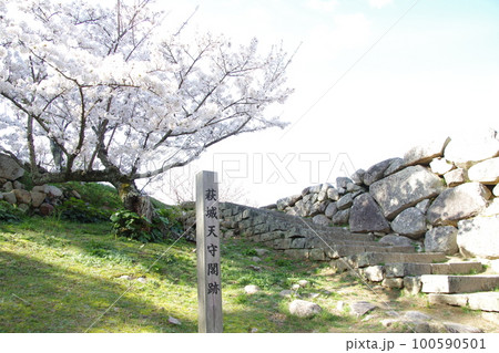 萩城 天守閣跡の桜 100590501