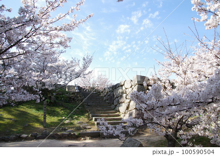 萩城 天守閣跡の桜 100590504