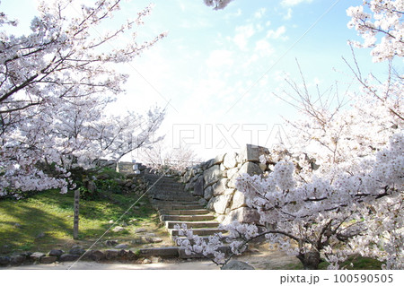萩城 天守閣跡の桜 100590505
