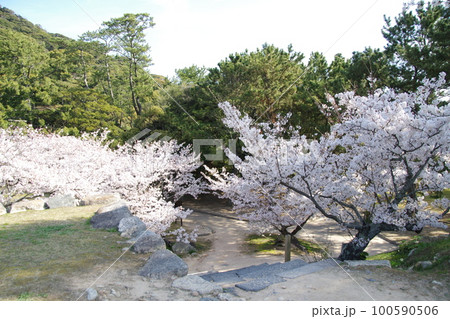 萩城 桜 100590506