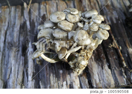 シャカシメジ シャカシメジ 100590508