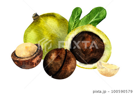 Macadamia nut watercolor. Clipart watercolor macadamia nuts.pattern Macadamia nut watercolor. Clipart watercolor macadamia nuts.pattern 100590579