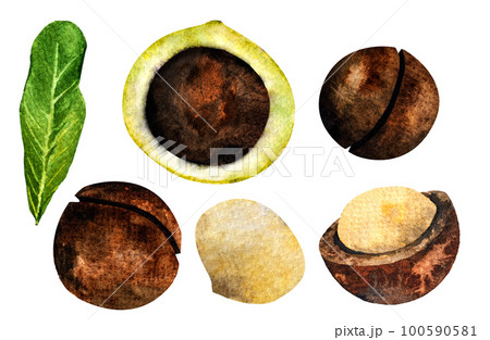 Macadamia nut watercolor. Clipart watercolor macadamia nuts.pattern 100590581