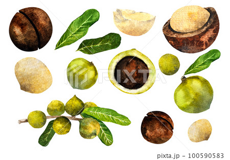 Macadamia nut watercolor. Clipart watercolor macadamia nuts.pattern 100590583