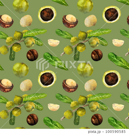 Macadamia nut watercolor. Clipart watercolor macadamia nuts.pattern 100590585
