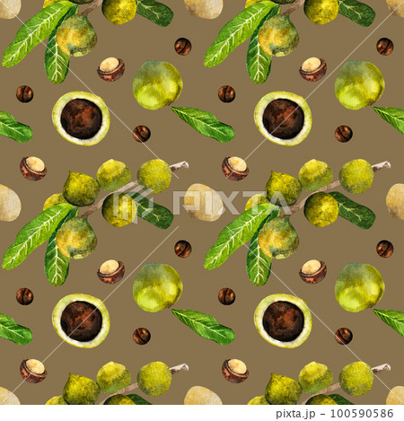 Macadamia nut watercolor. Clipart watercolor macadamia nuts.pattern 100590586