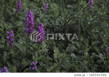 ハクサンチドリ ハクサンチドリ 100591498