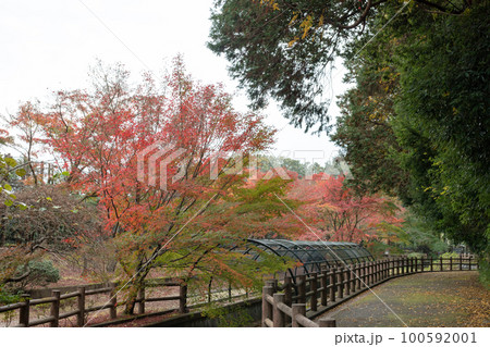 紅葉 100592001