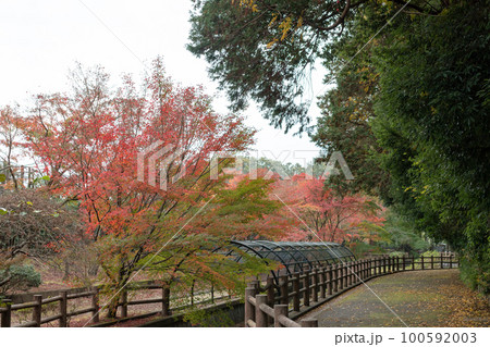 紅葉 100592003