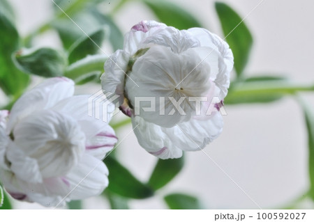 開花寸前の花かんざし2輪 開花寸前の花かんざし2輪 100592027