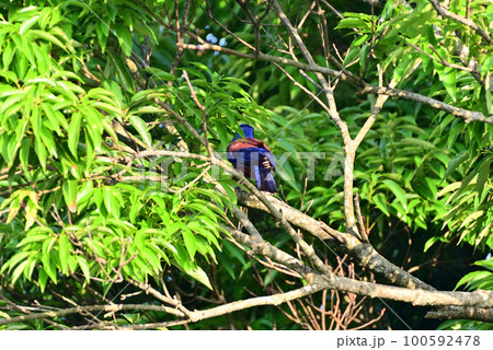 ルリカケス 100592478