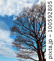 青空と木1本 100592805