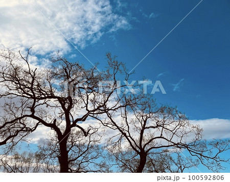 青空と木2本 100592806