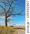 冬から春、木と青空と小道 100592807
