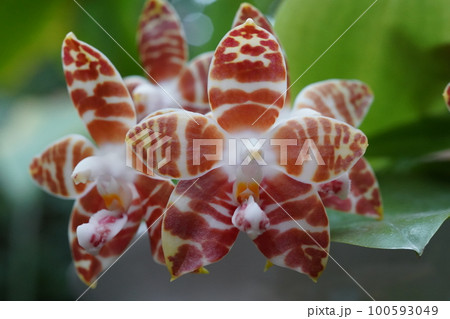 ファレノプシス・アンボイネンシス Phalaenopsis amboinensis 洋ランの原種 ファレノプシス・アンボイネンシス Phalaenopsis amboinensis 洋ランの原種 100593049