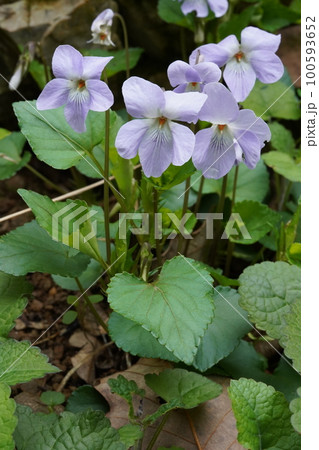 タチツボスミレの花 100593652