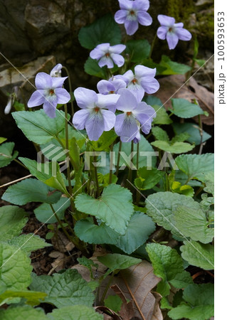 タチツボスミレの花 タチツボスミレの花 100593653