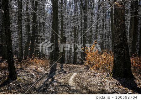 Little Carpathians scenery, Slovakia, seasonal natural scene Little Carpathians scenery, Slovakia, seasonal natural scene 100593704