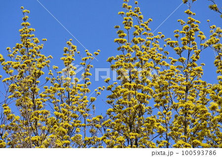 サンシュウの花 100593786