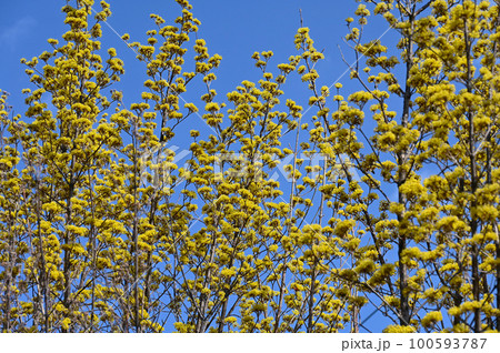 サンシュウの花 サンシュウの花 100593787