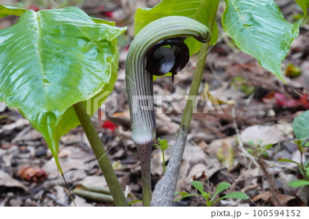 ムサシアブミの花 学名 :Arisaema ringens ムサシアブミの花 学名 :Arisaema ringens 100594152