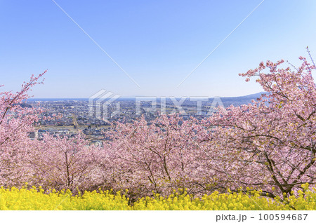 桜咲く松田山から足柄平野を展望する 桜咲く松田山から足柄平野を展望する 100594687