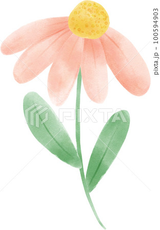 cute sweet pink tulip flowers watercolour hand painting cartoon doodle spring love season 100594903