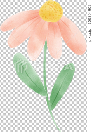 cute sweet pink tulip flowers watercolour hand painting cartoon doodle spring love season 100594903