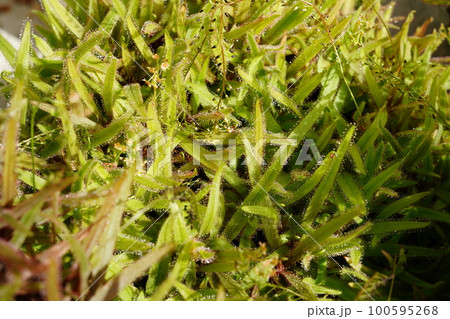 モウセンゴケのアップ 100595268