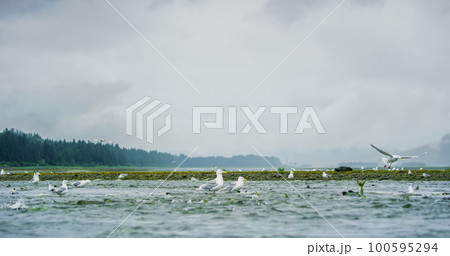 Seagulls shuttle back and forth in the river for food. There's salmon around. 100595294