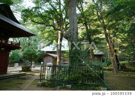 逗子市　神武寺「 なんじゃもんじゃの木」 100595339